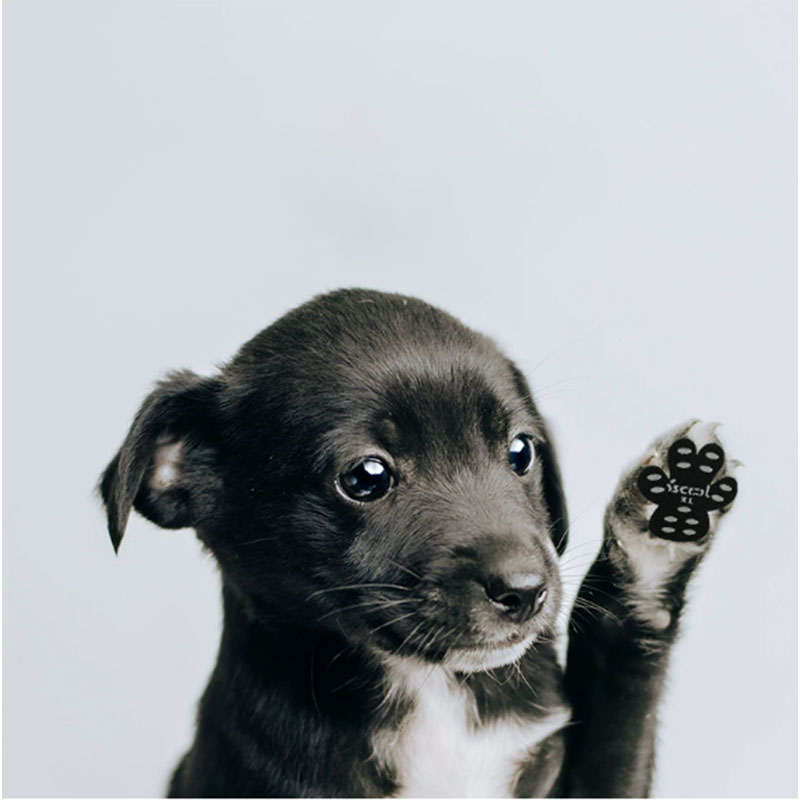 メーカーの新型アマゾンの人気犬の足はペット用品の防水滑り止めのペットの足は中敷きの犬の靴を貼ります