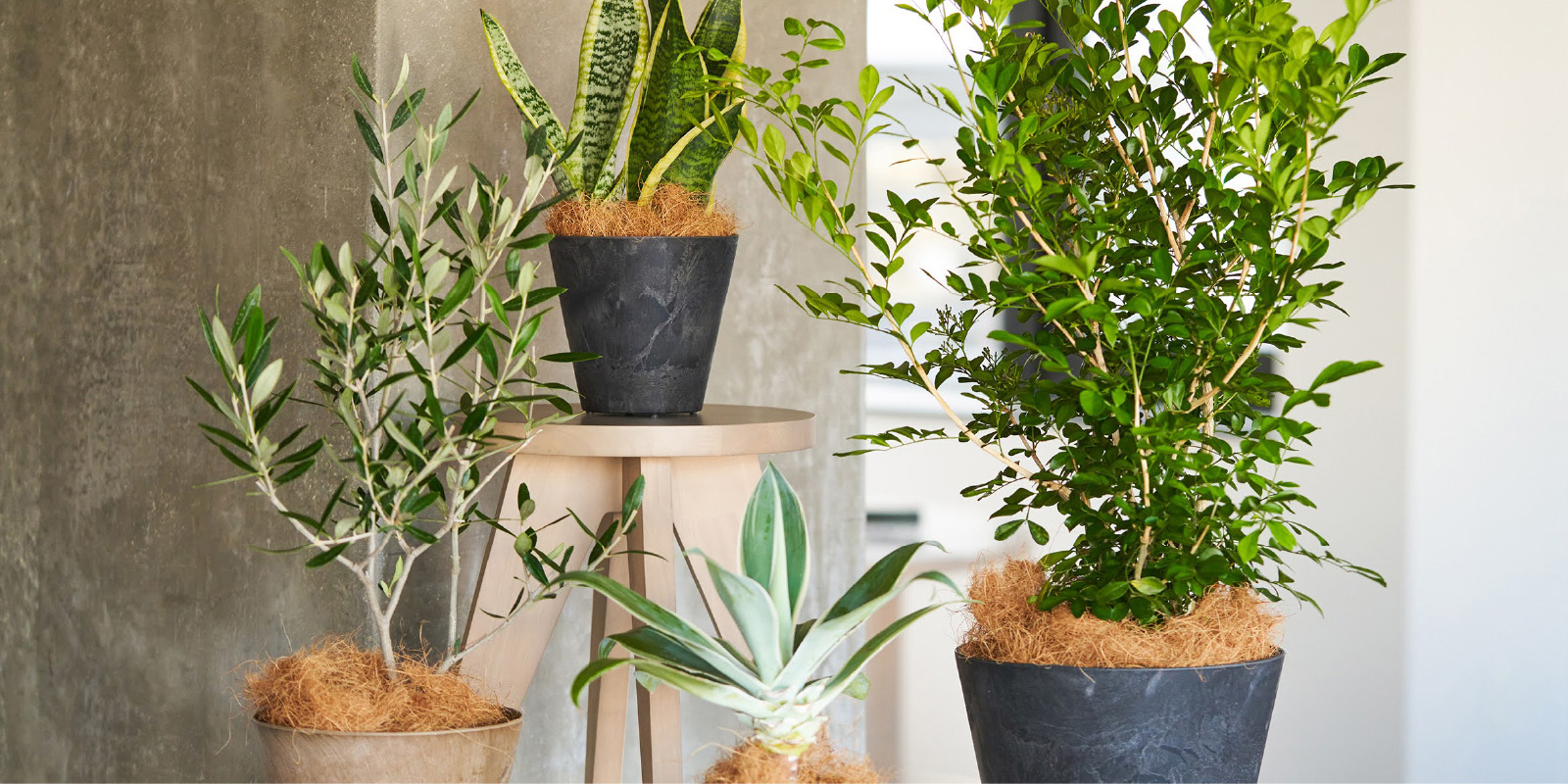 植物防疫法とは?輸入ビジネスに必須の知識